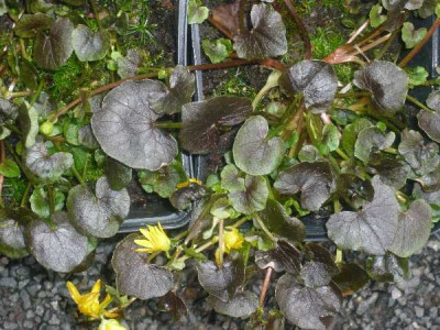 Ranunculus_ficaria_aus_NRW_2007.jpg