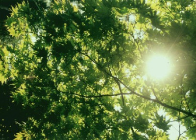 Acer_shirasawanum_Aureum.jpg