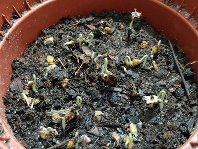 TomatenSusi20220402_222727.jpg