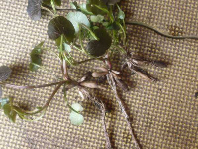Ranunculus_ficaria_aus_NRW_2007_Brutbulben.jpg