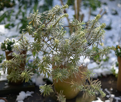 Euphorbia-Apr0322_003_00001.jpg
