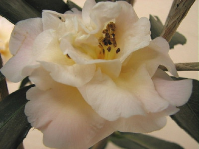 28.03.08_9407_Camellia_Golden_Glow_2.JPG