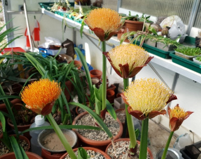 Scadoxus puniceus6.jpg