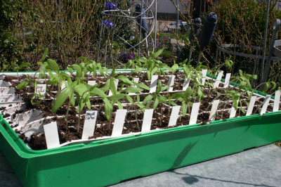 Tomaten0708.jpg