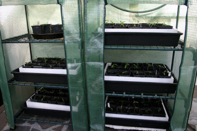 Tomaten0508.jpg