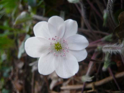 Hepatica_wei.jpg