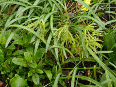 S7002810klein.jpg