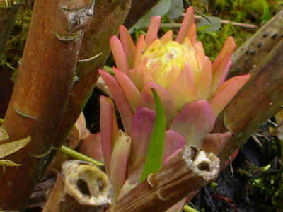 S7002801klein.jpg