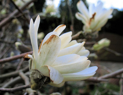 IMG_8079_Sternmagnolie.JPG