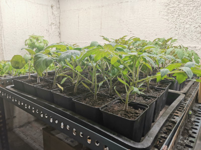 Tomaten 20220405.jpeg