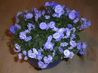 campanula_gefuellt.JPG