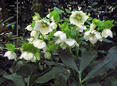 P_IMG_8053_Helleborus.jpg