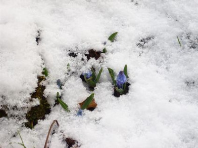 26.3..2008_Planzen_im_Schnee_klein_001.JPG