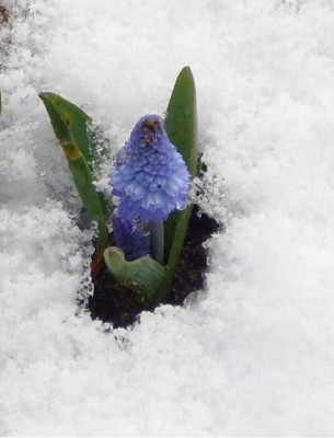 26.3..2008_Planzen_im_Schnee_Auschnitt_Muscari_macro__001.JPG
