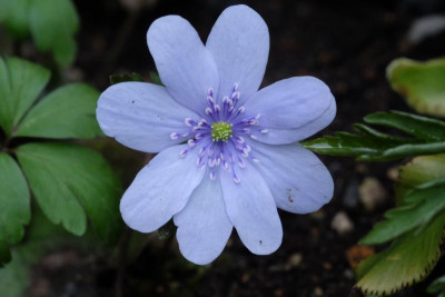 DSCF6293.JPG