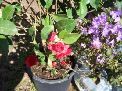 100_1097_namenloss_Camellia__500.jpg