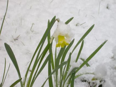 26.3..2008_Planzen_im_Schnee_klein_005.JPG