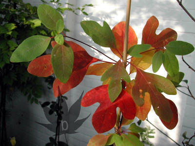 sassafras_albidum_1.jpg
