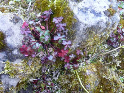 Geranium_luzidum.jpg