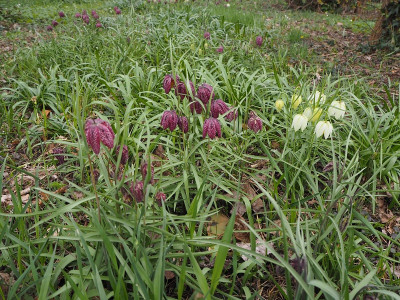 Fritillaria 1 8.4.22 ue.JPG
