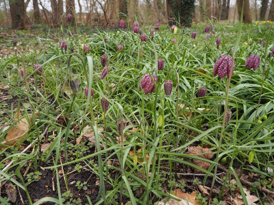 Fritillaria 2 8.4.22 ue.JPG