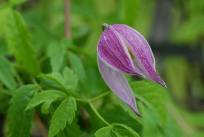 Cl_occidentalis_rusland_1118_resize.JPG