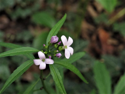 cardamine.img.JPG