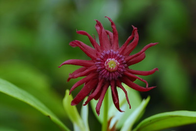 Illicium_floridanum_JPG_1104_resize.JPG