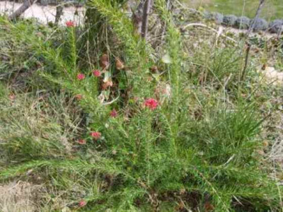 Grevillea.jpg