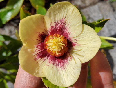 Helleborus von Ulrich.jpg