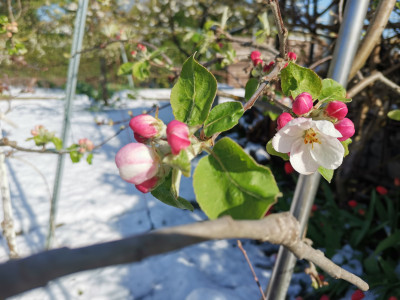 Apfelblüte 20220409.jpeg