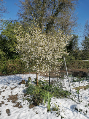 Citrus trifoliata.jpeg