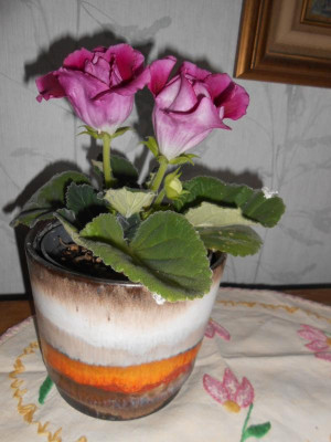 DSCN3953.JPG