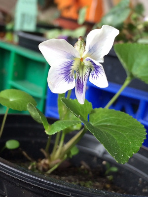 2022-04-10 Viola verecunda.jpg