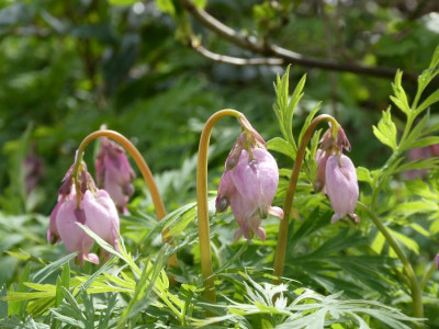 Dicentra Birke.JPG