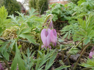 Dicentra Homebush.JPG