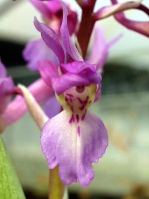 Orchis_mascula.jpg