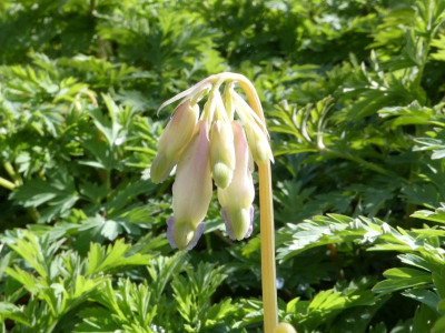 Dicentra Satomi.JPG