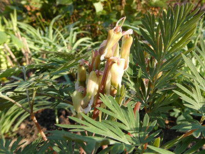 Dicentra canadensis 02.JPG
