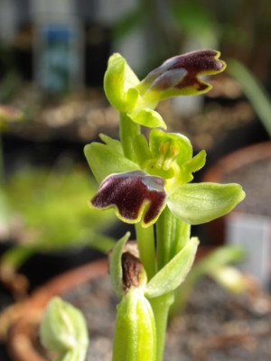 Ophrys_lupercalis.jpg