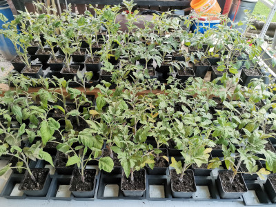 Tomaten 20220410.jpeg