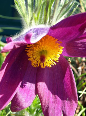 Pulsatilla_gayeri.jpg