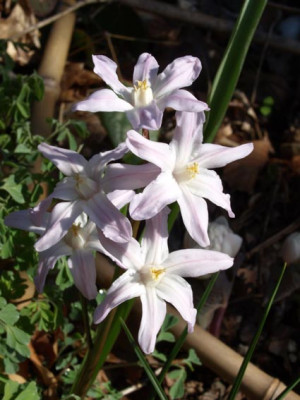 Scilla.jpg