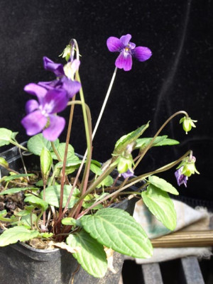 Viola_china_Habitus.jpg