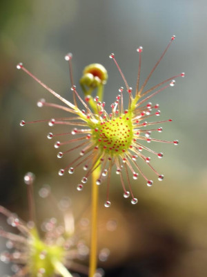 Drosera_auriculata.jpg