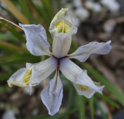 Iris goniocarpa22-4.jpg