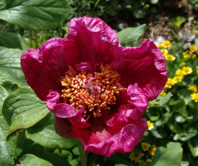 Paeonia broteroi22-88.jpg