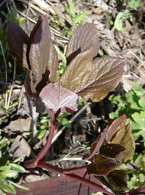 Paeonia_daurica_ssp._wittmanniana_Steveniana_fars_2008.jpg