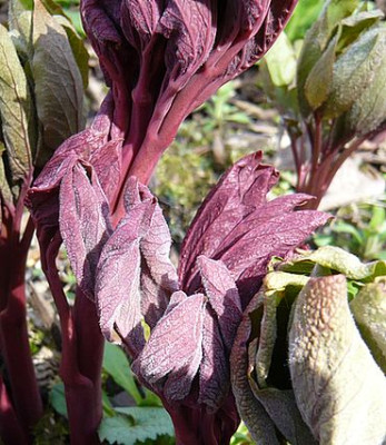 Molly_Saemling_rot_fars_2008.jpg