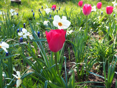 Tulipa Darwin Lady van Eijk Narcissus poeticus Actaea Muscari latifolium P4100321.JPG